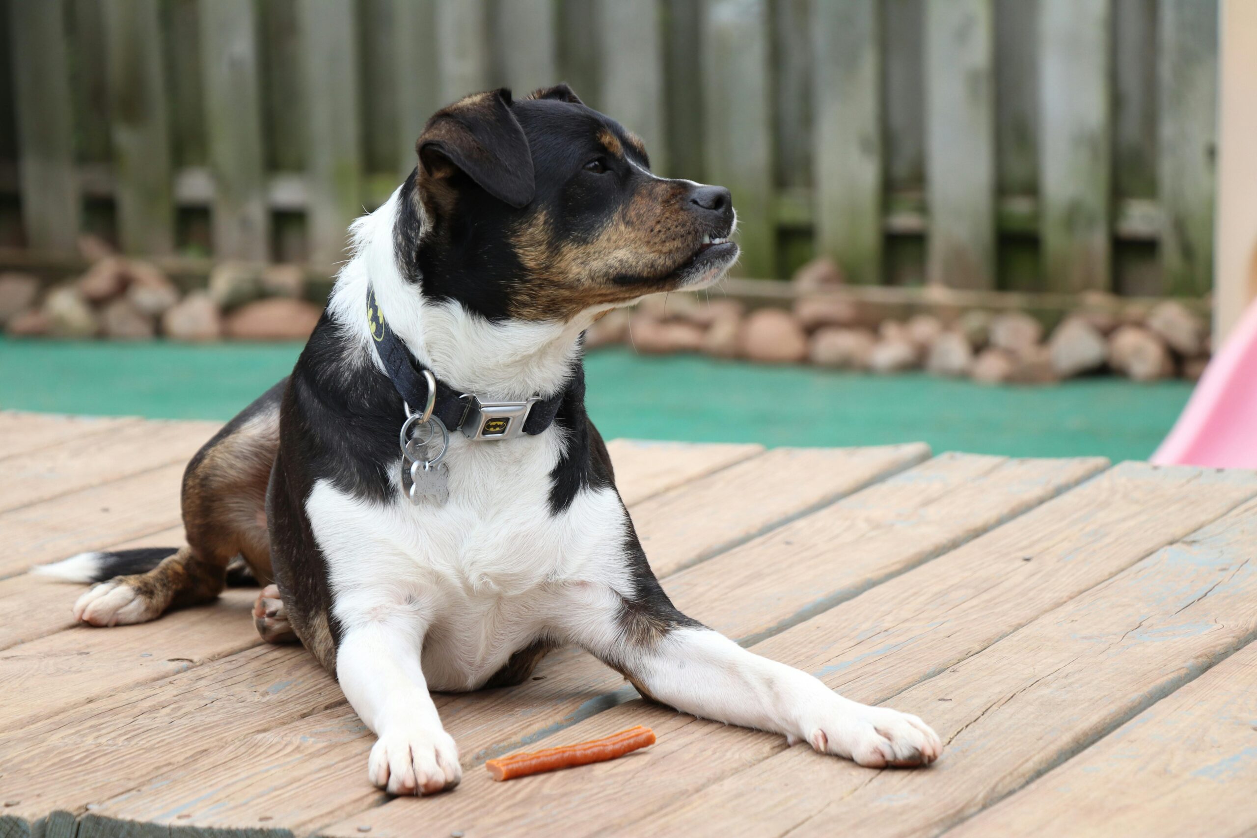 Clear Dog Treats: Why Aussie Pet Parents Love Them