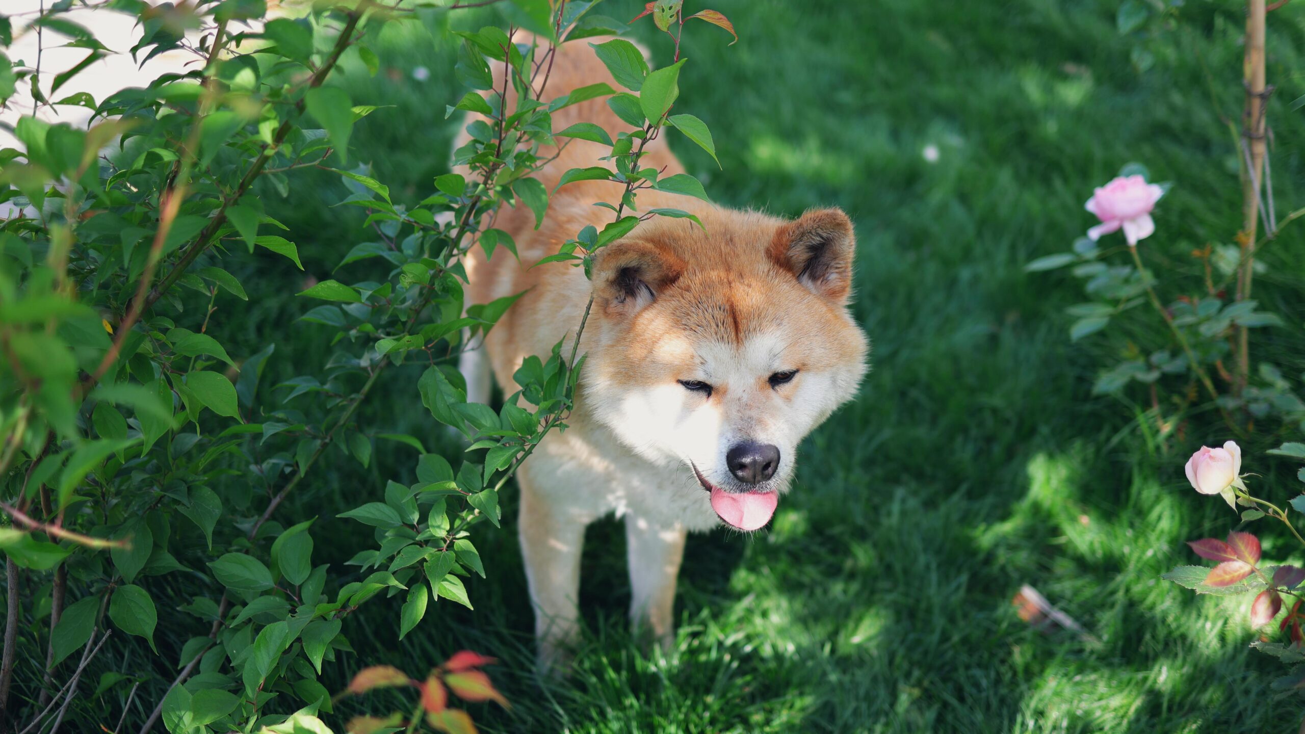 shiba inu dog breed