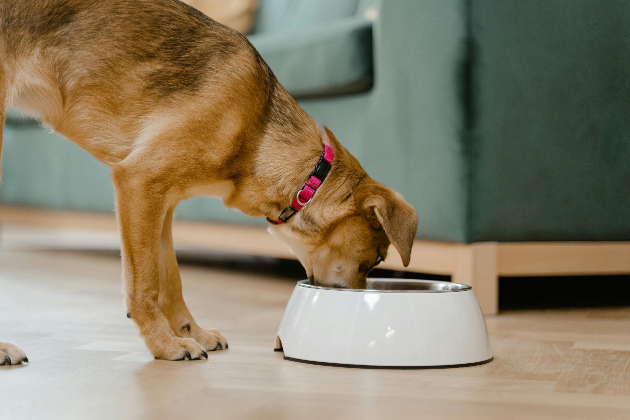 Does Dog Can Drink Milk? A Guide for Aussie