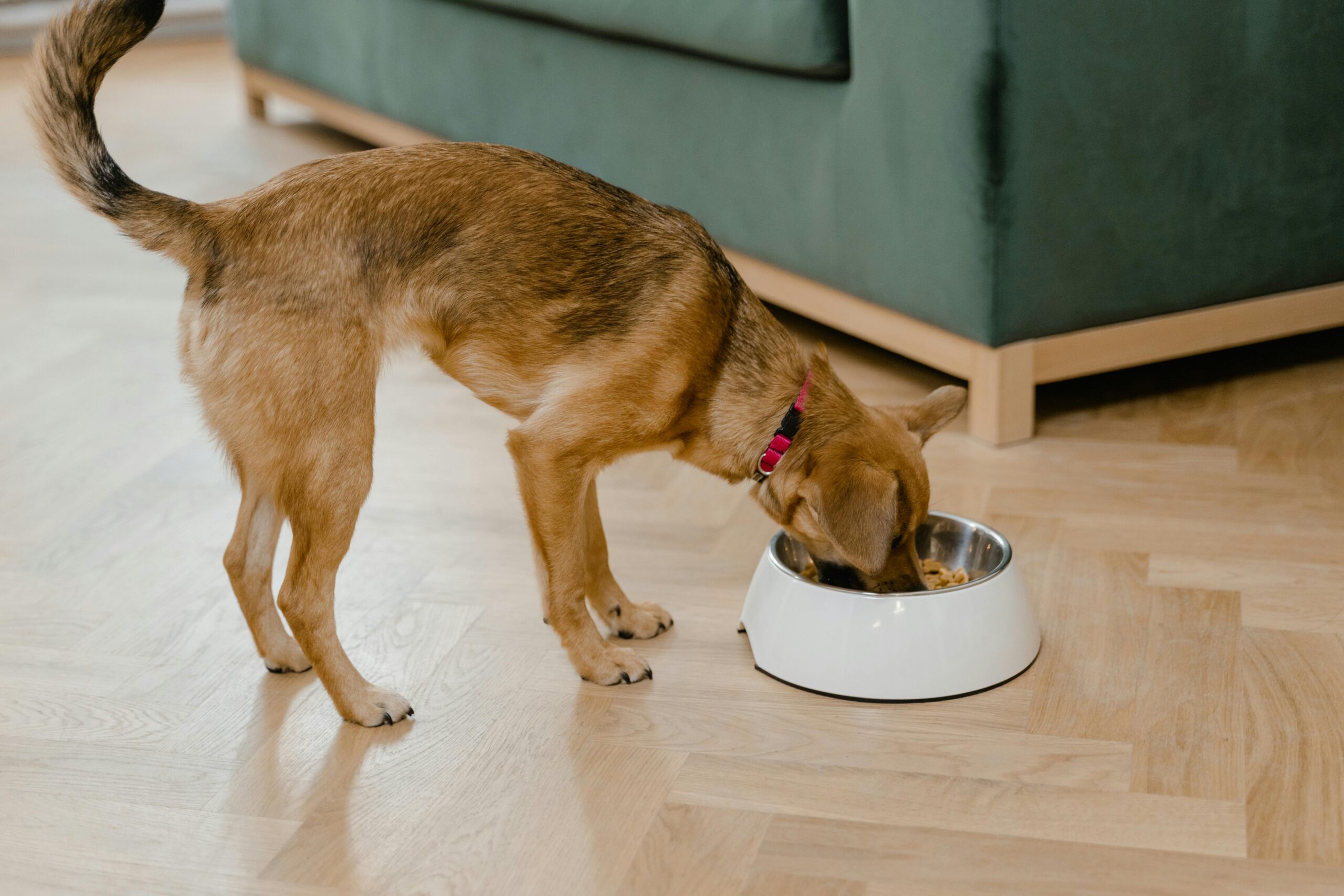 High Fiber Dog Food: A Comprehensive Guide for Aussie Dog