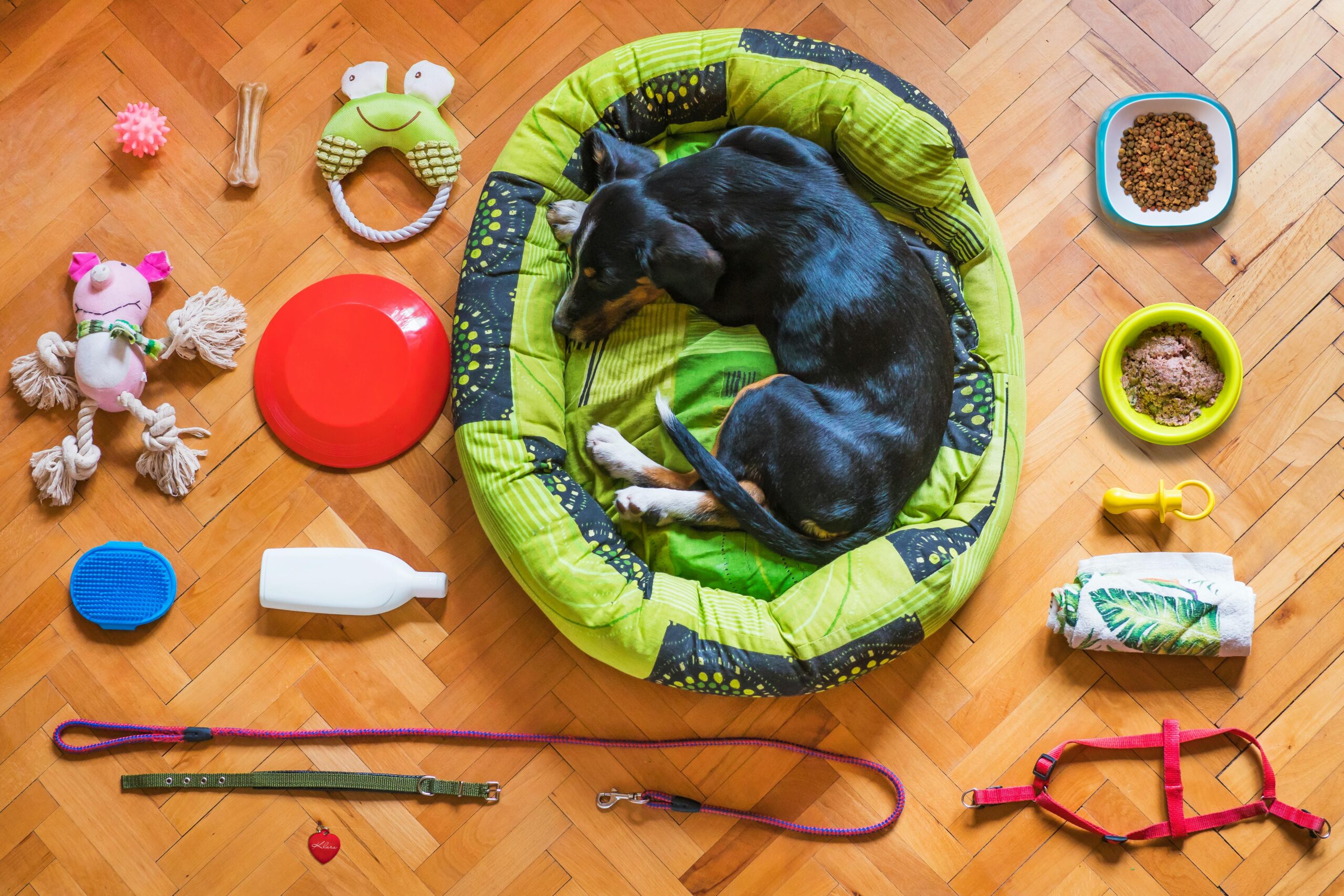 Road Trip with Dogs: The Complete Australian Guide for Pet Parent