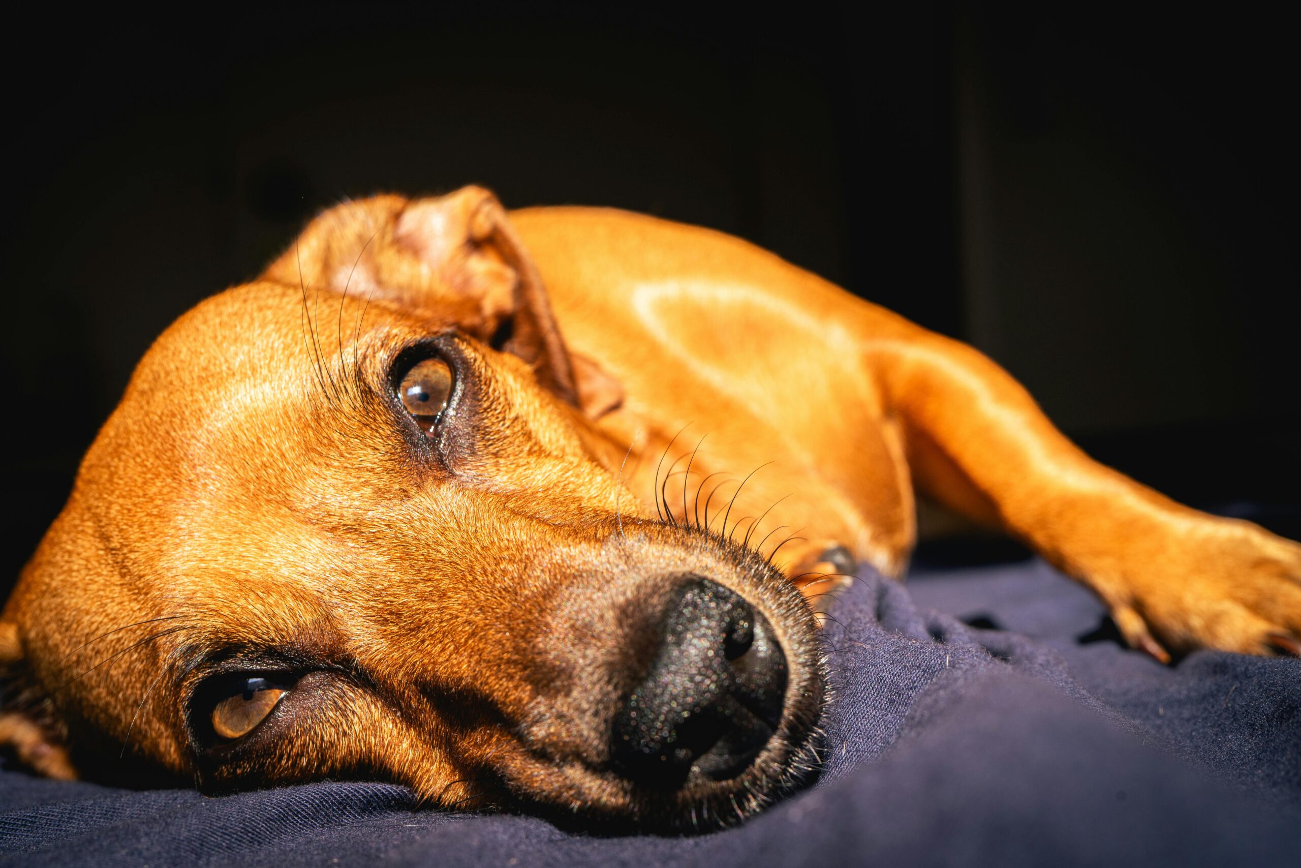 Leptospirosis in Dogs: An Essential Companion to Queensland