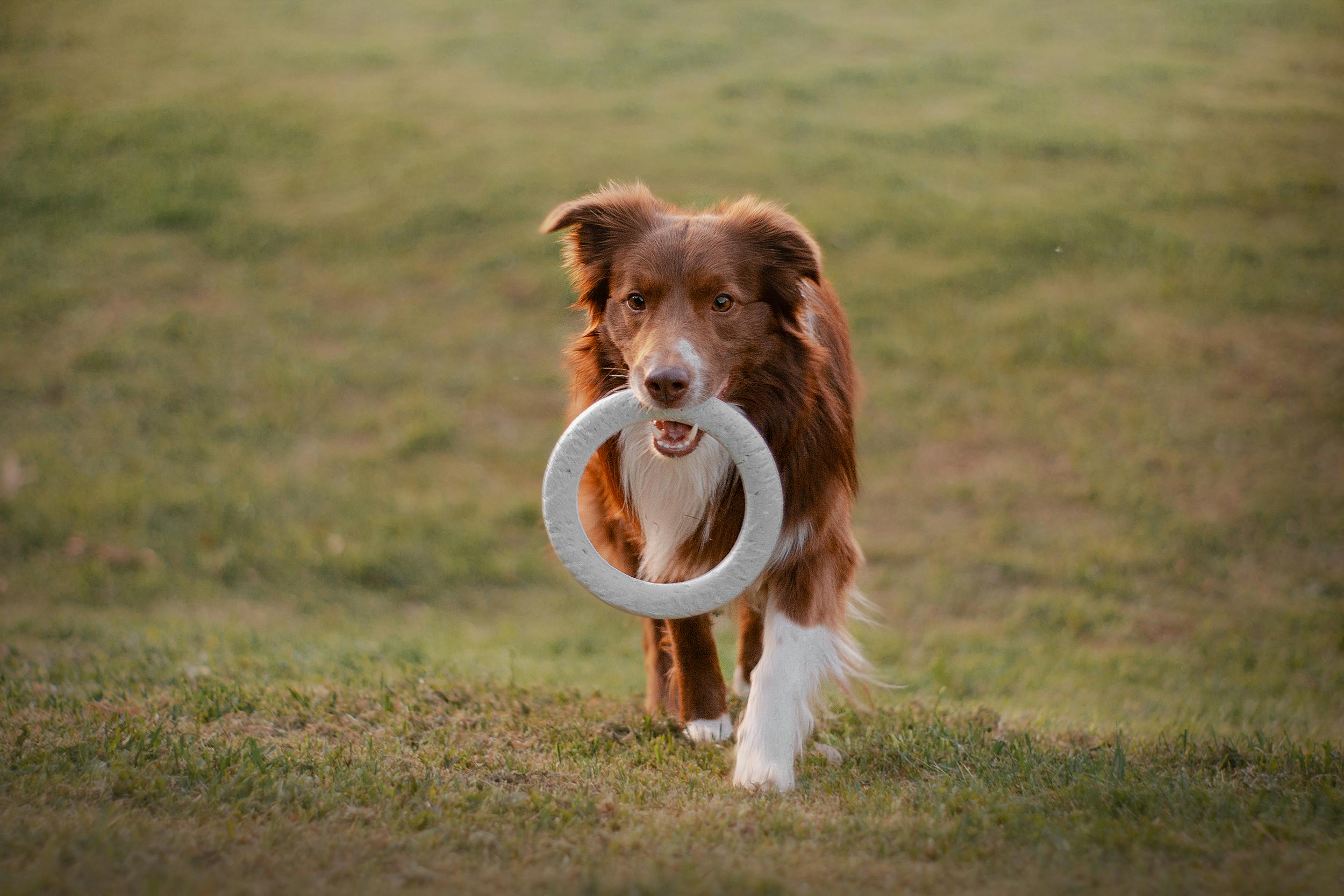 Popular Dog Breeds in Australia: Your Guide to Furry Favorites