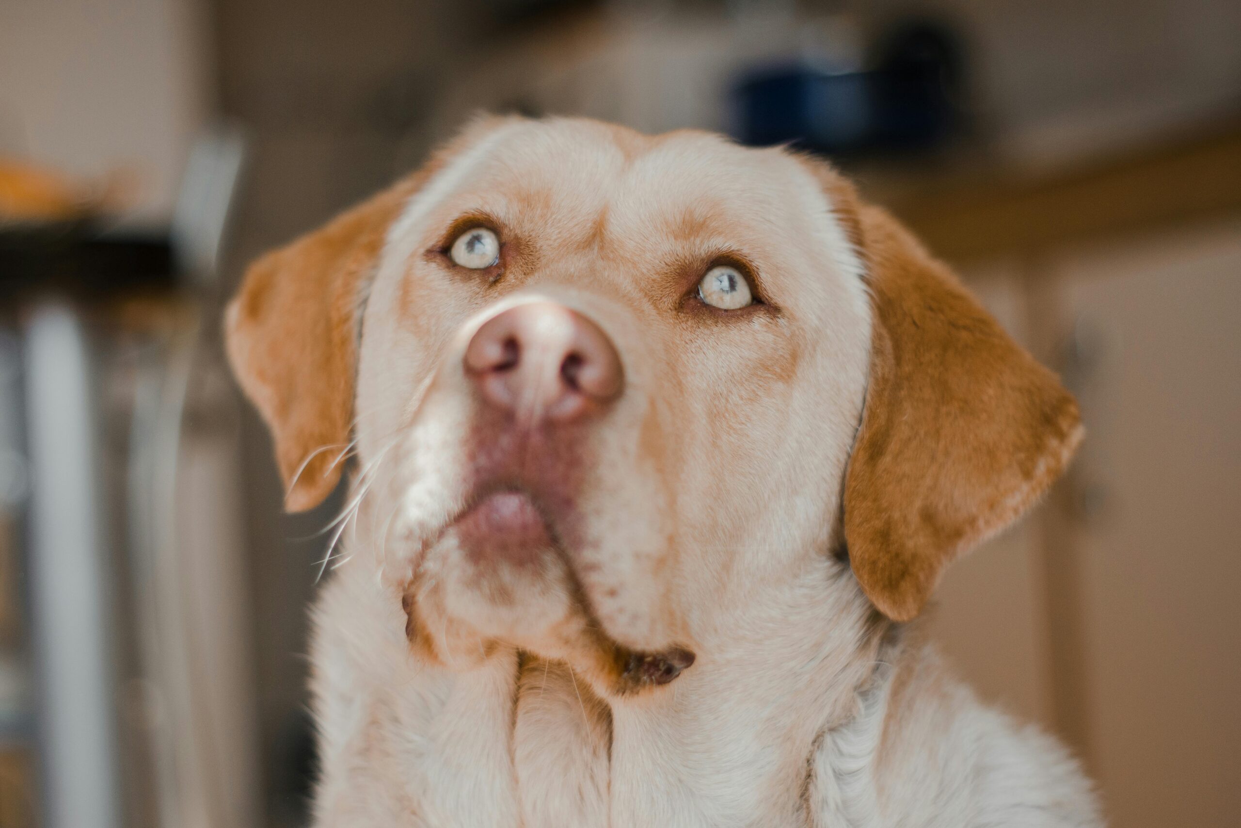 Popular Dog Breeds in Australia: Your Guide to Furry 