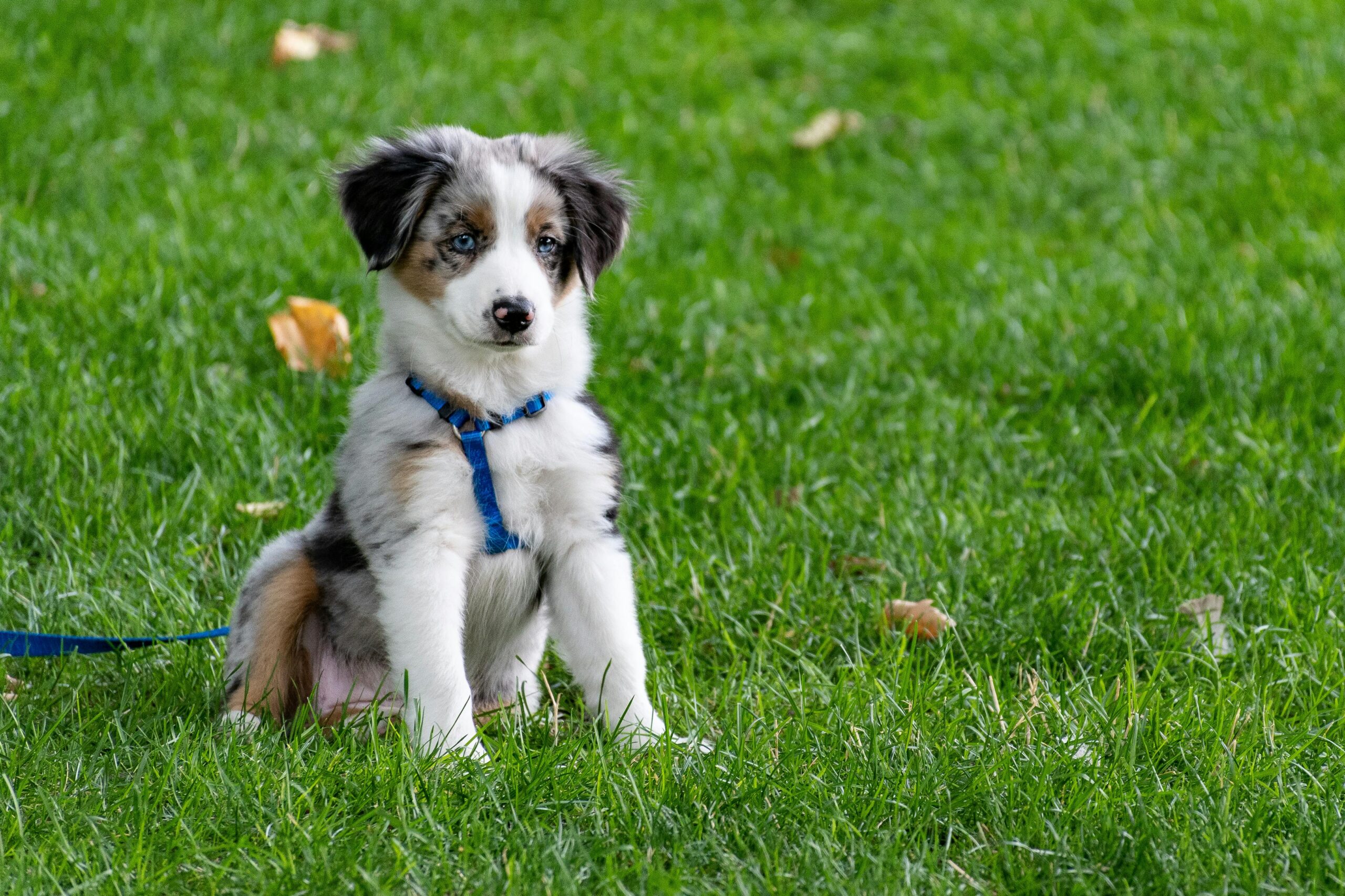 Popular Dog Breeds in Australia: Your Guide to Furry Favorites