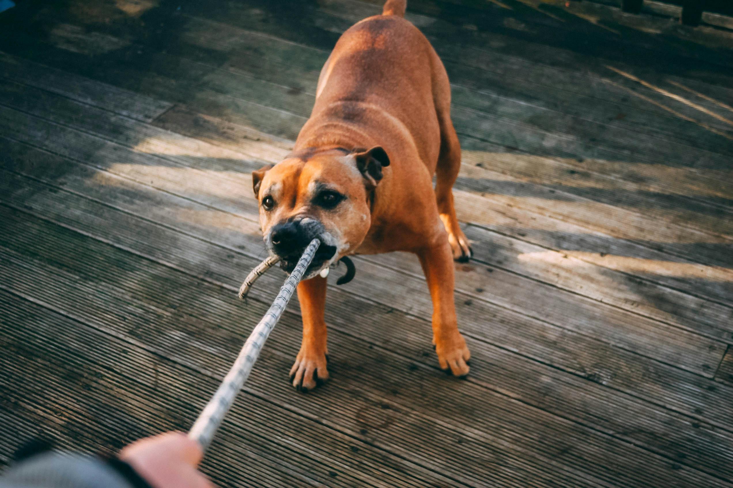 Popular Dog Breeds in Australia: Your Guide to Furry 