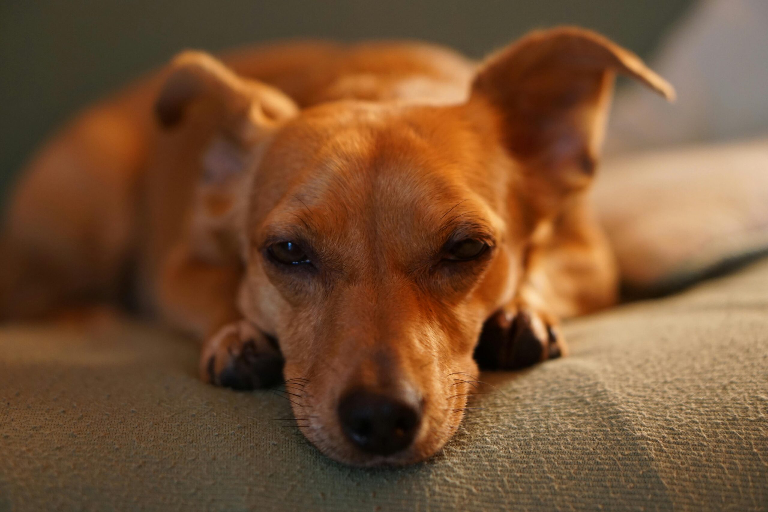 Popular Dog Breeds in austraila: your guide
