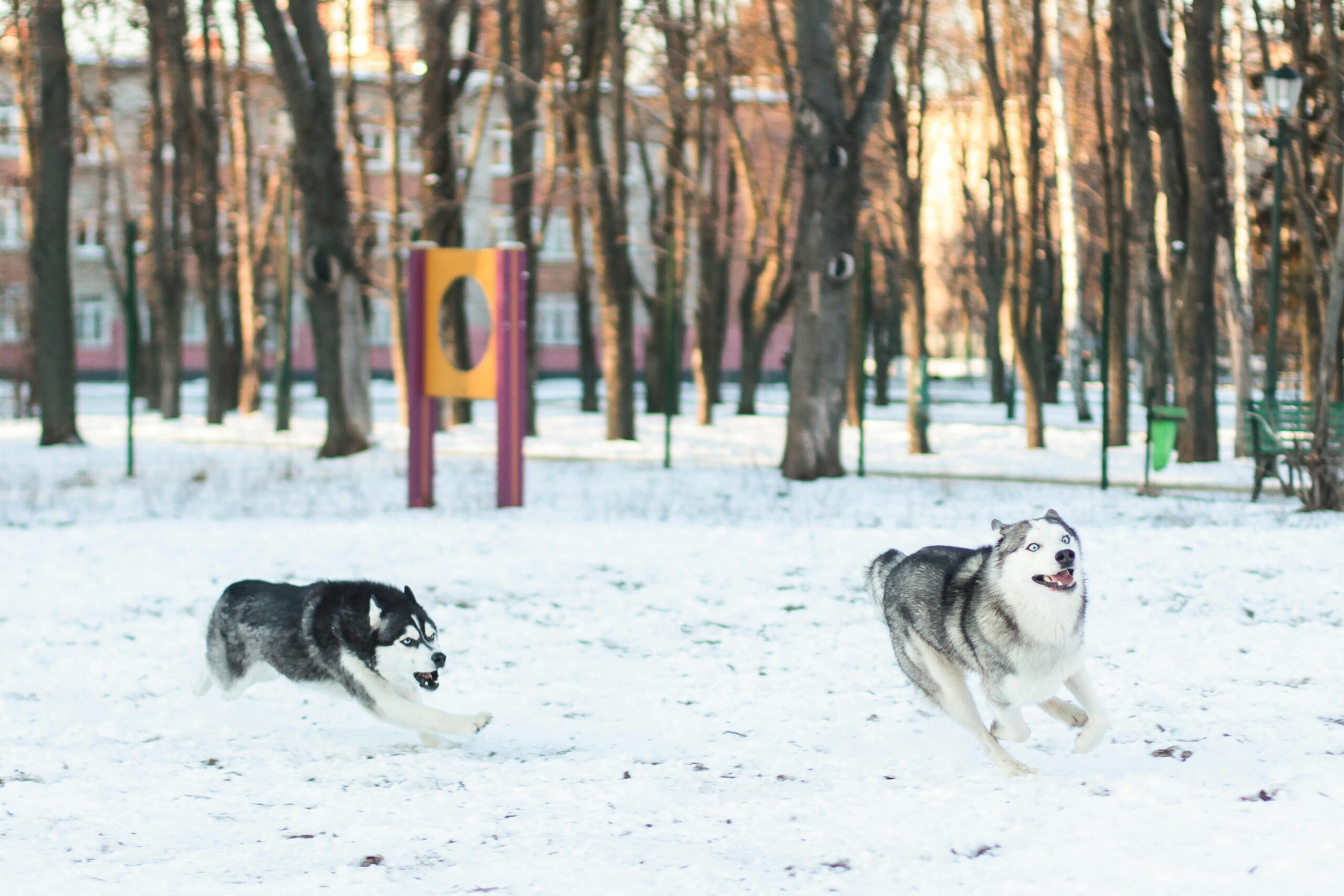 Husky Dogs and Puppies: A Complete Australian Guide for Adventurous Pet Parents