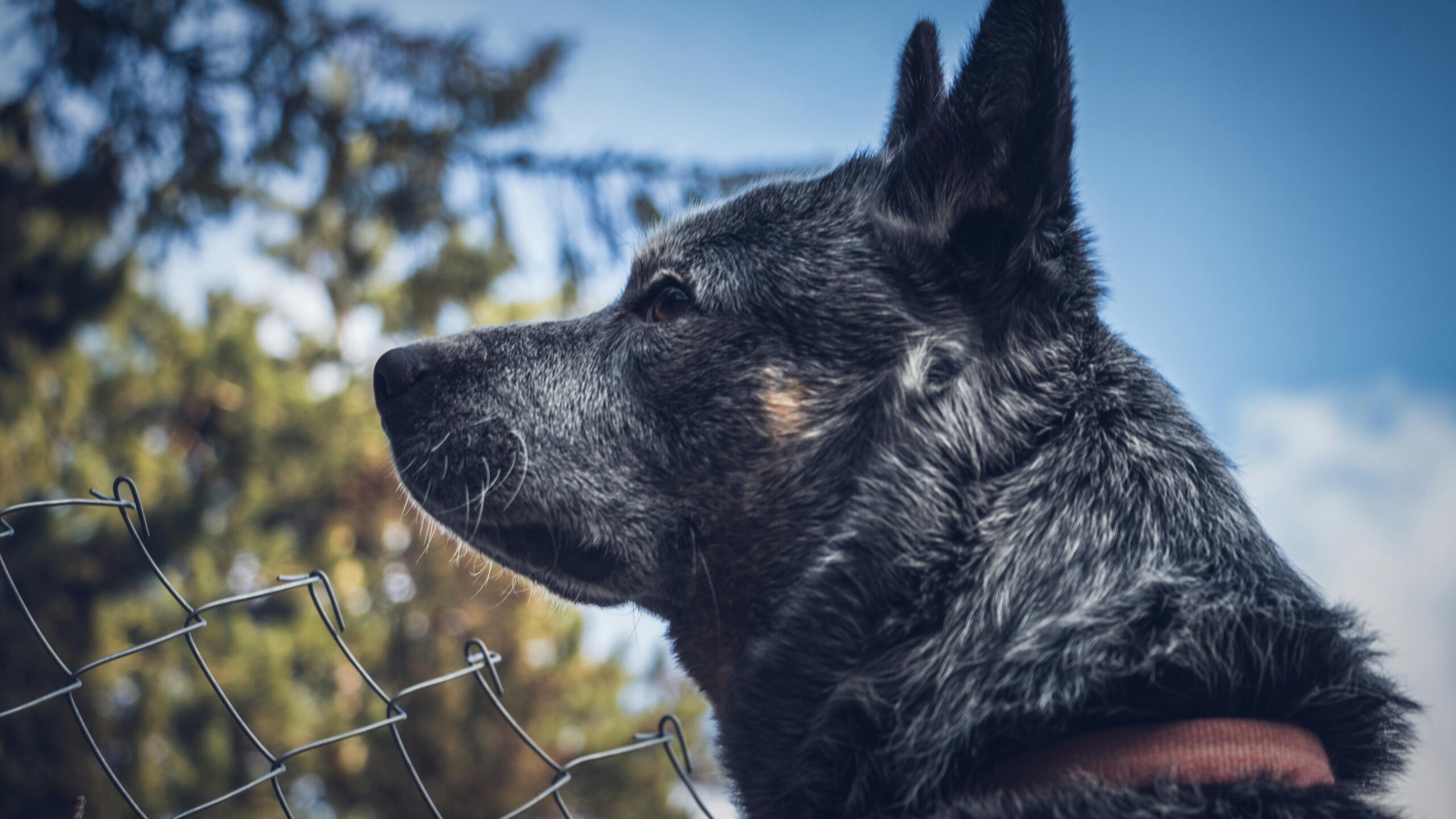 Popular Dog Breeds in Australia: Your Guide to Furry 