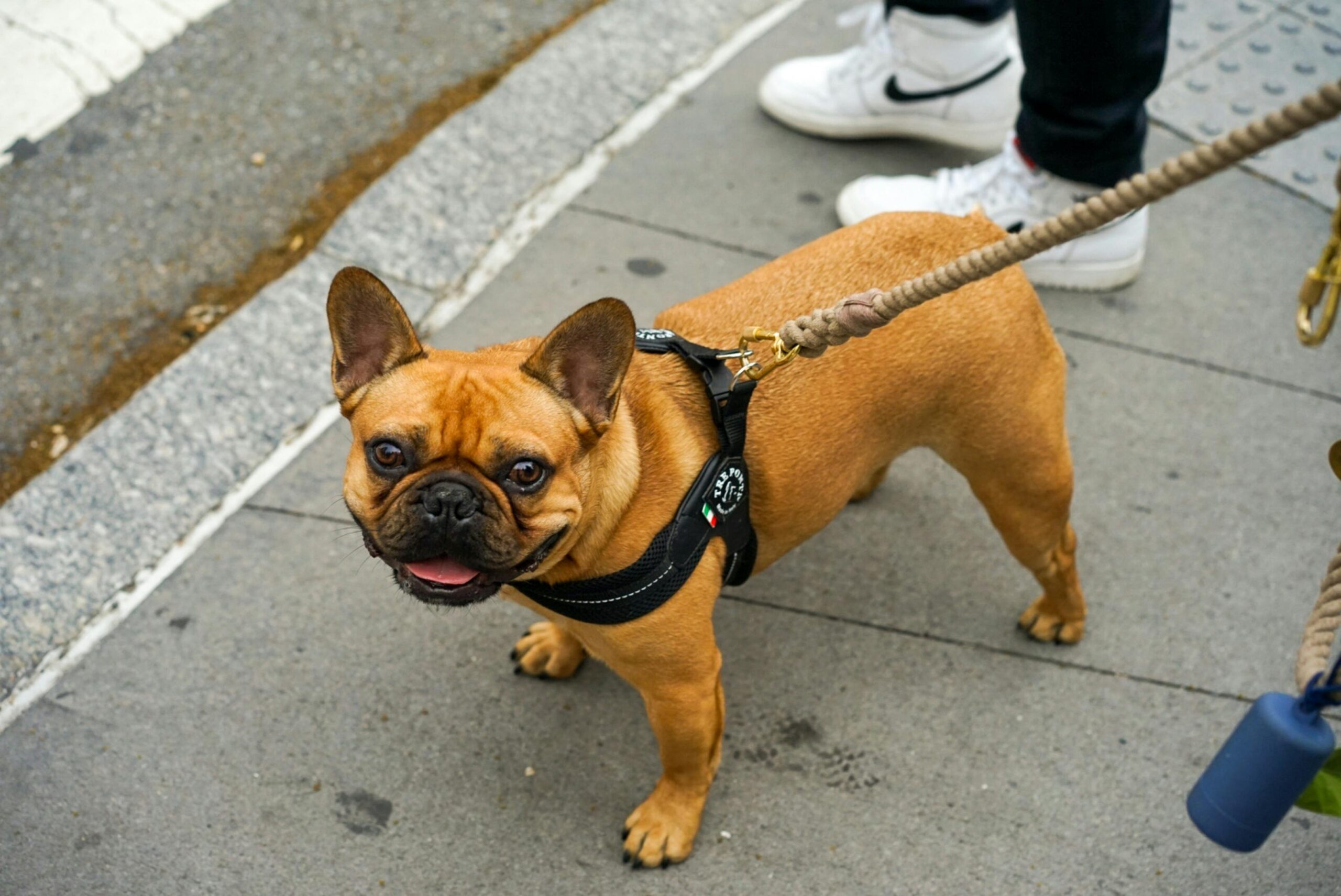 Popular Dog Breeds in Australia: Your Guide 
