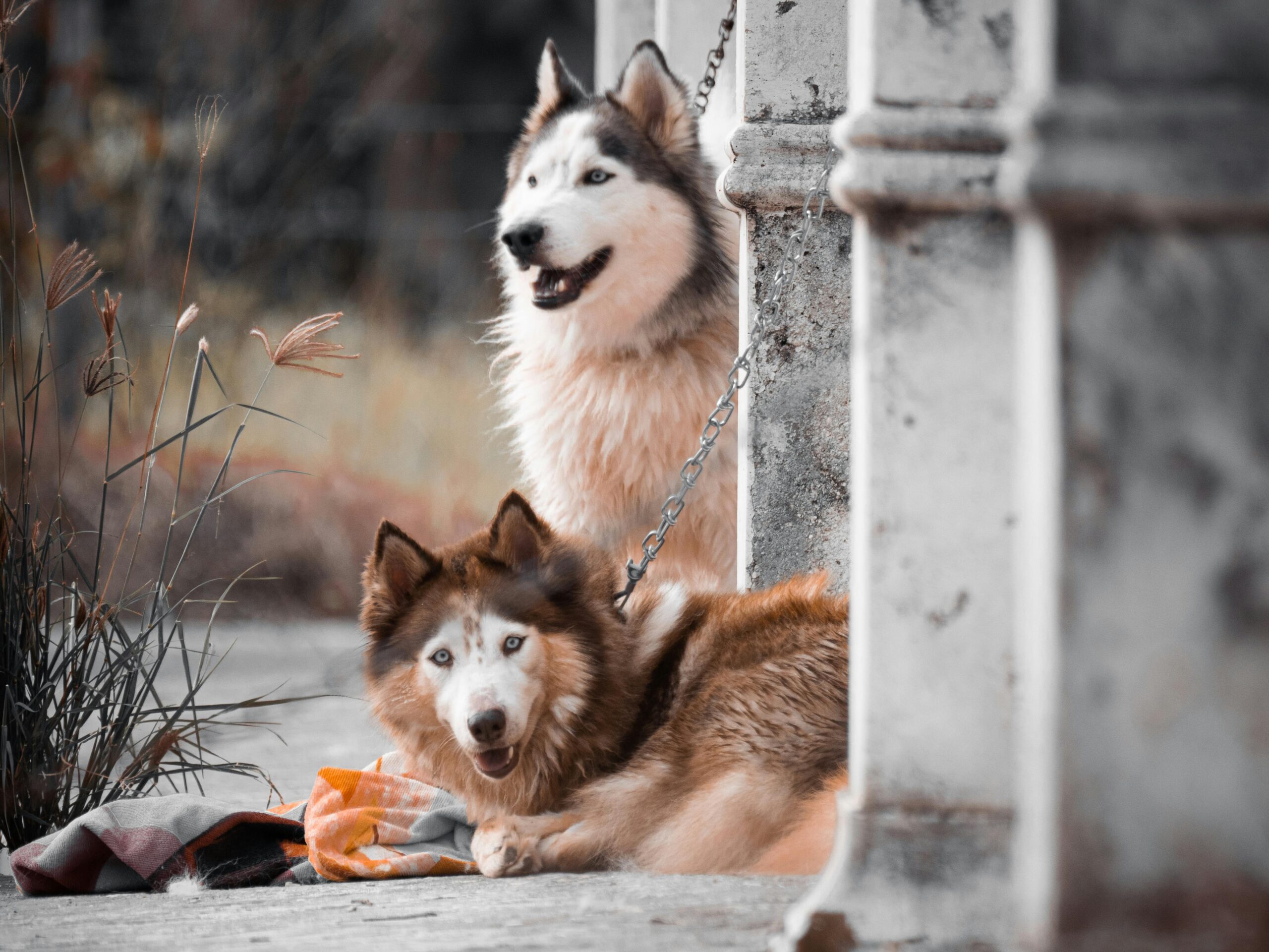 Husky Dogs and Puppies: A Complete Australian Guide for Adventurous Pet