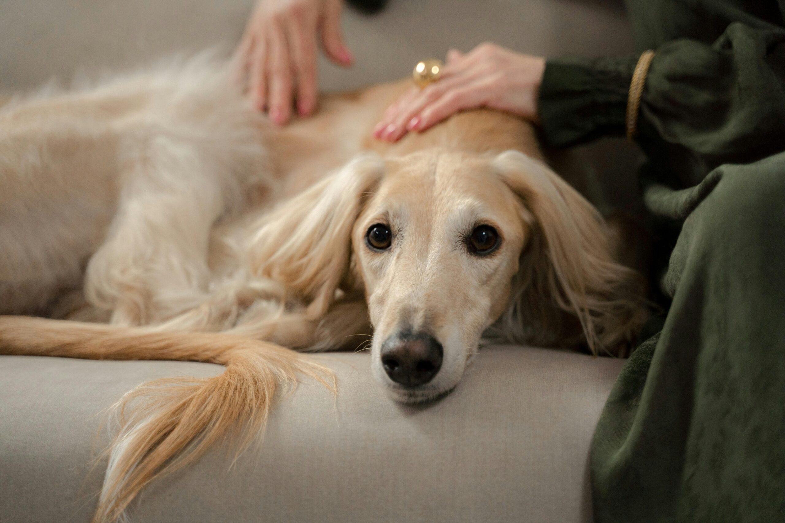 Flea Care for Dogs: Complete Guide for Australian Pet Owners in 2025