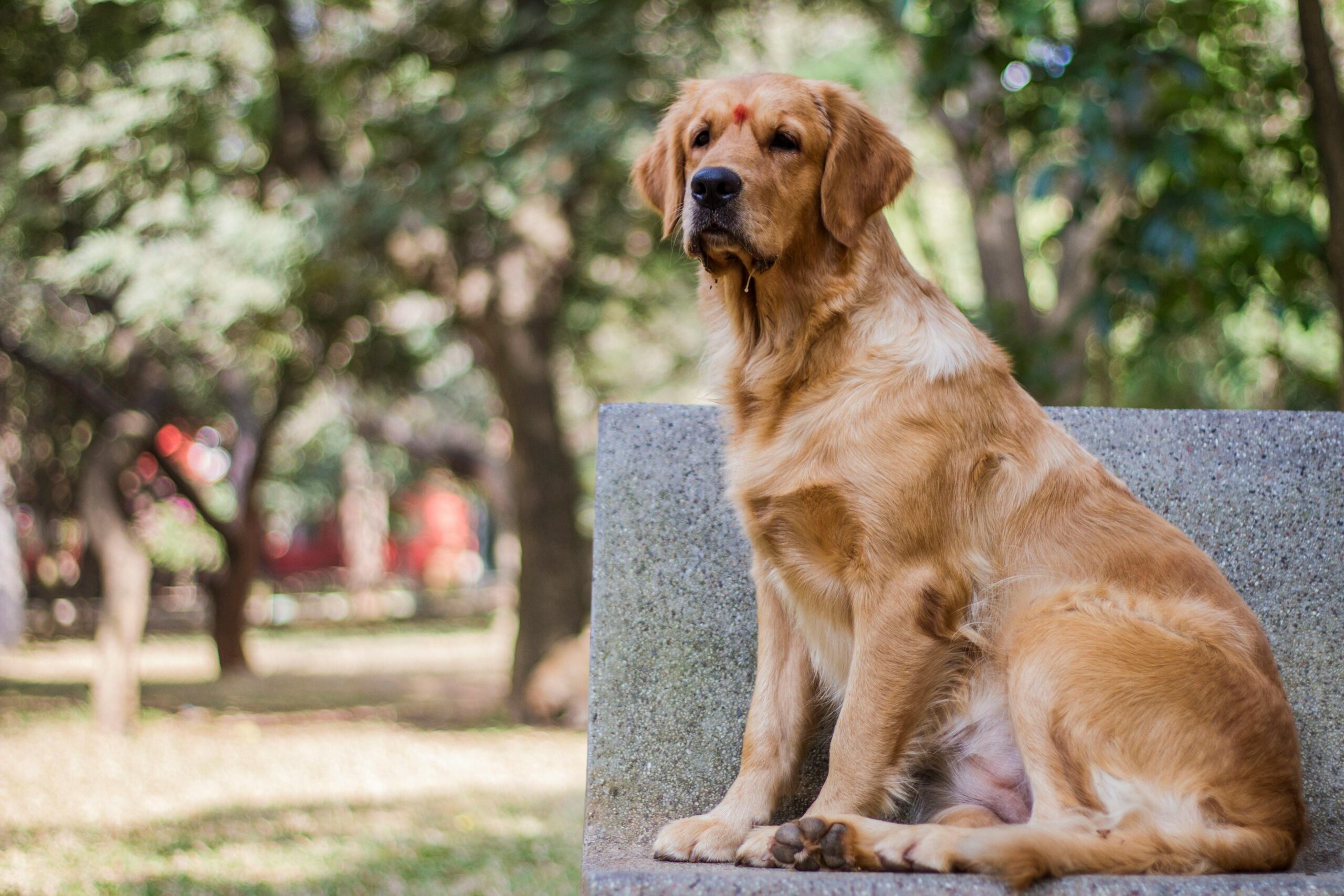 Popular Dog Breeds in Australia: Your Guide to Furry 